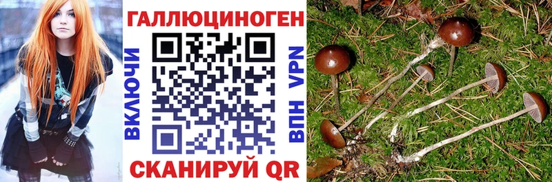 Купить закладки Островной Галлюциногенные грибы Psilocybine cubensis